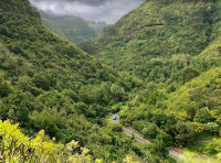 Reserva Natural Especial de los Tilos de Moya